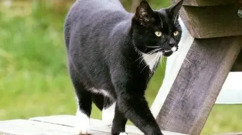Clumber Park's Lunch-Stealing, Hard-to-Manage Cat Retires After 15 Years
