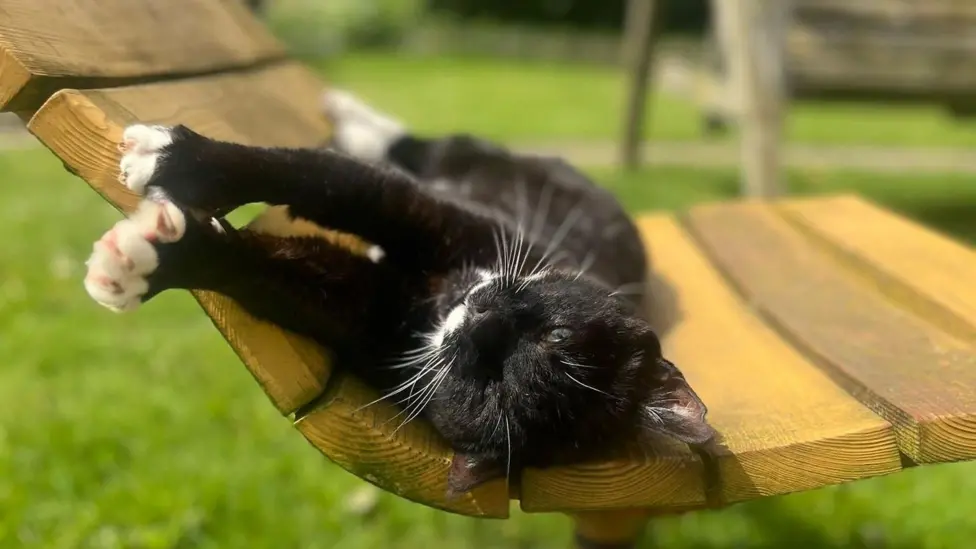 Mr Tibbs at Clumber Park