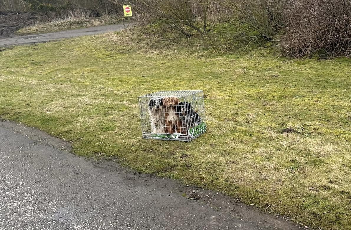 Dogs Idle Valley Retford
