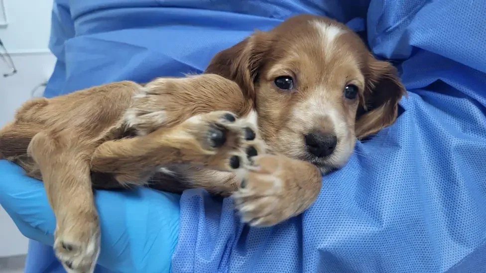 53 Puppies Seized from Worksop Property in Illegal Breeding Raid