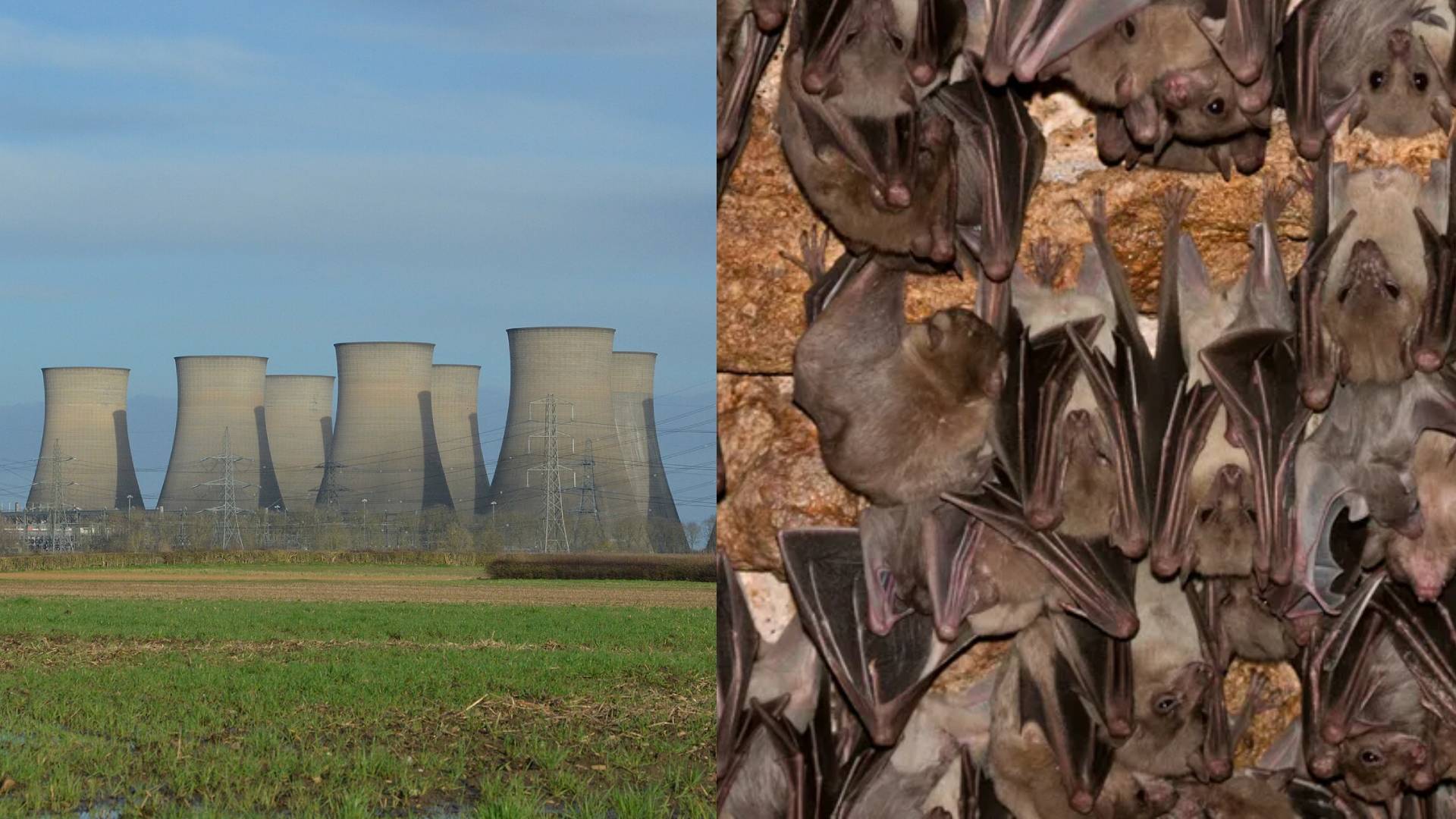 Power Station Demolition Postponed by Bat Infestation