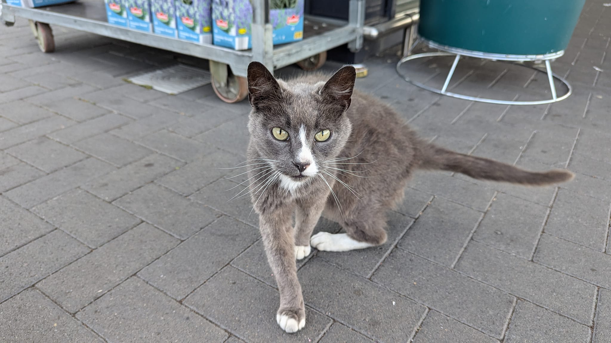 Lidl Cat Voted ‘Retfordian of the Year’ 2024!